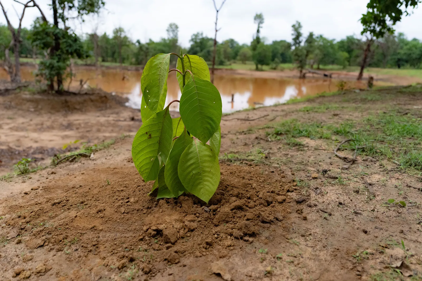 A young sapling planted beside a newly dug waterhole