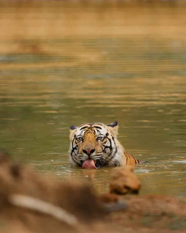 A tiger cooling off and drinking in a waterhole