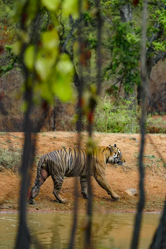 A tiger walking along the edge of a waterhole
