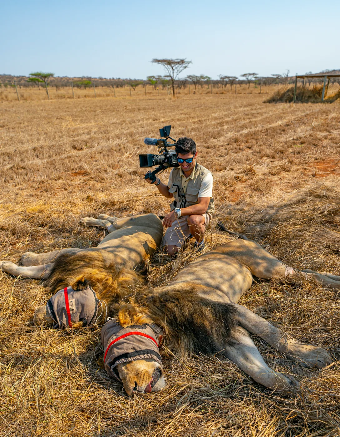 Suyash Keshari filming two sedated lions during a rescue