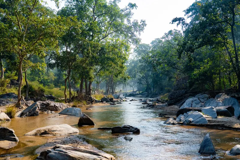 A rocky forest river running between tall trees