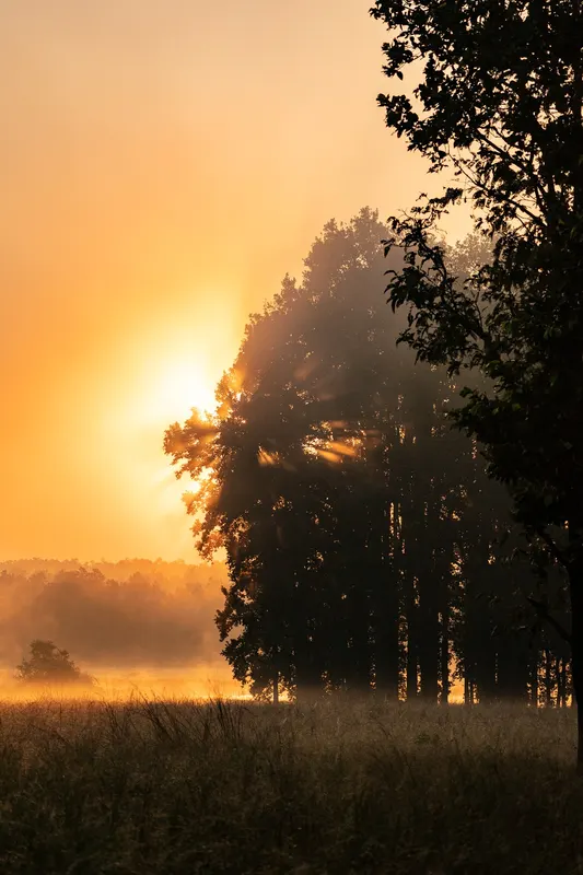 The sun rising behind a stand of trees over misty grassland