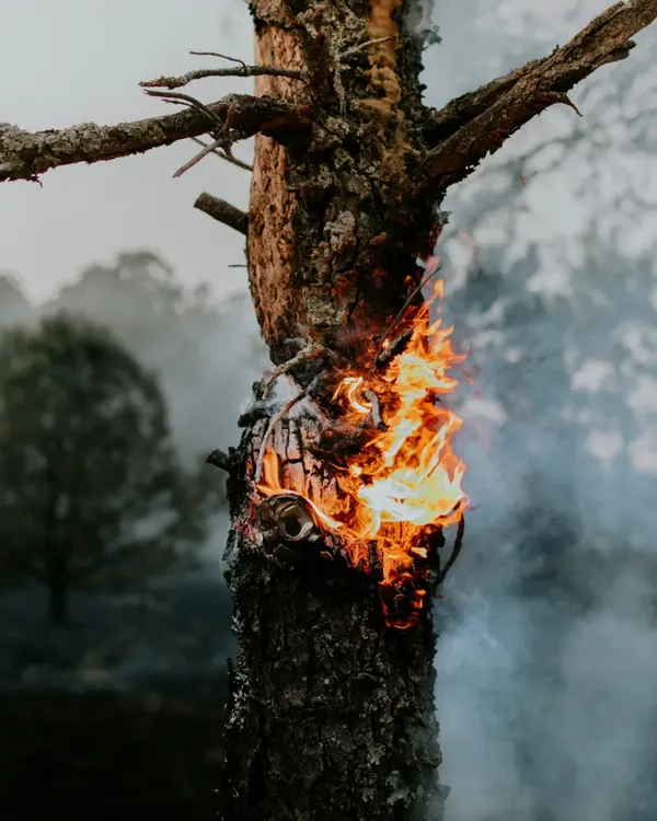 A tree trunk burning in a smoke-filled forest