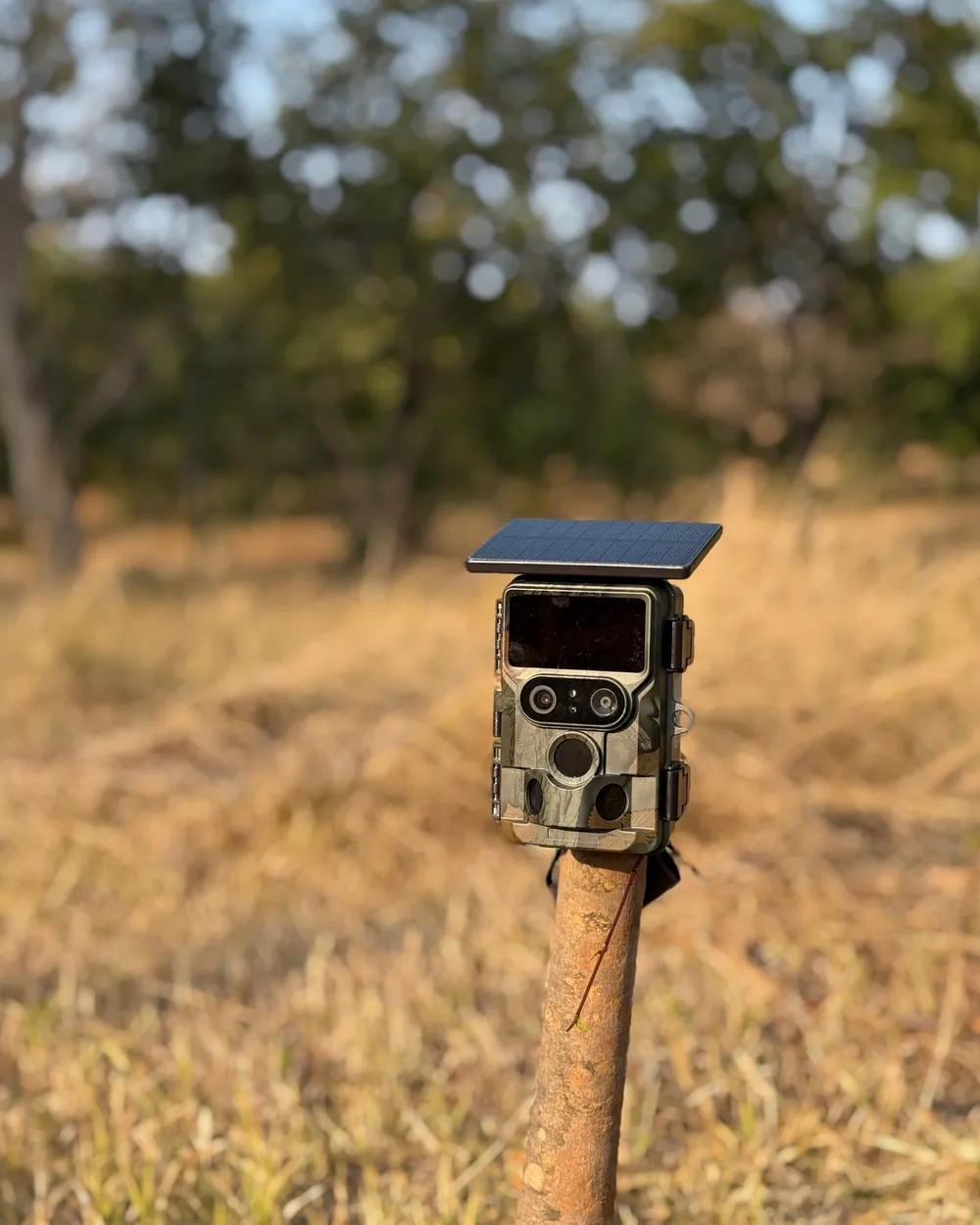 A solar-powered trail camera on a post in dry grassland