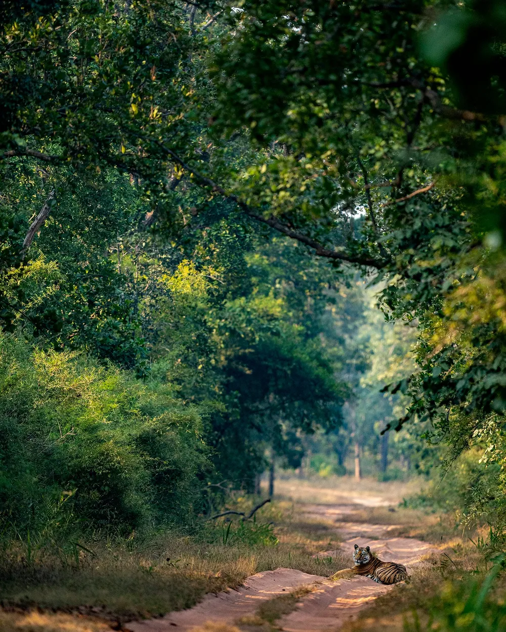 A tiger resting on a track through dense green forest