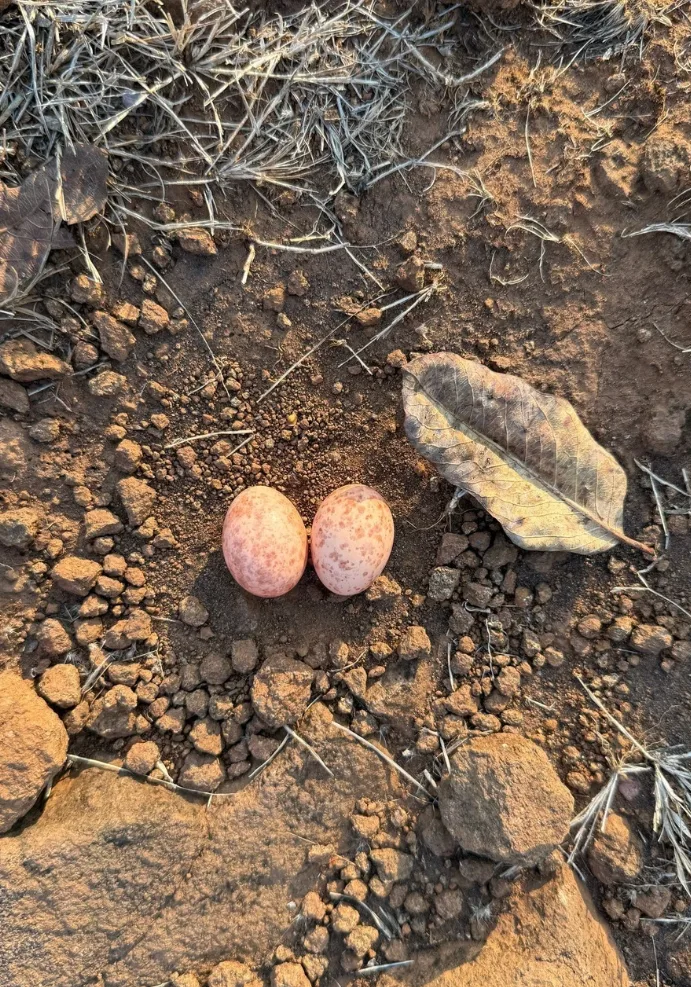 Two speckled nightjar eggs laid directly on bare ground