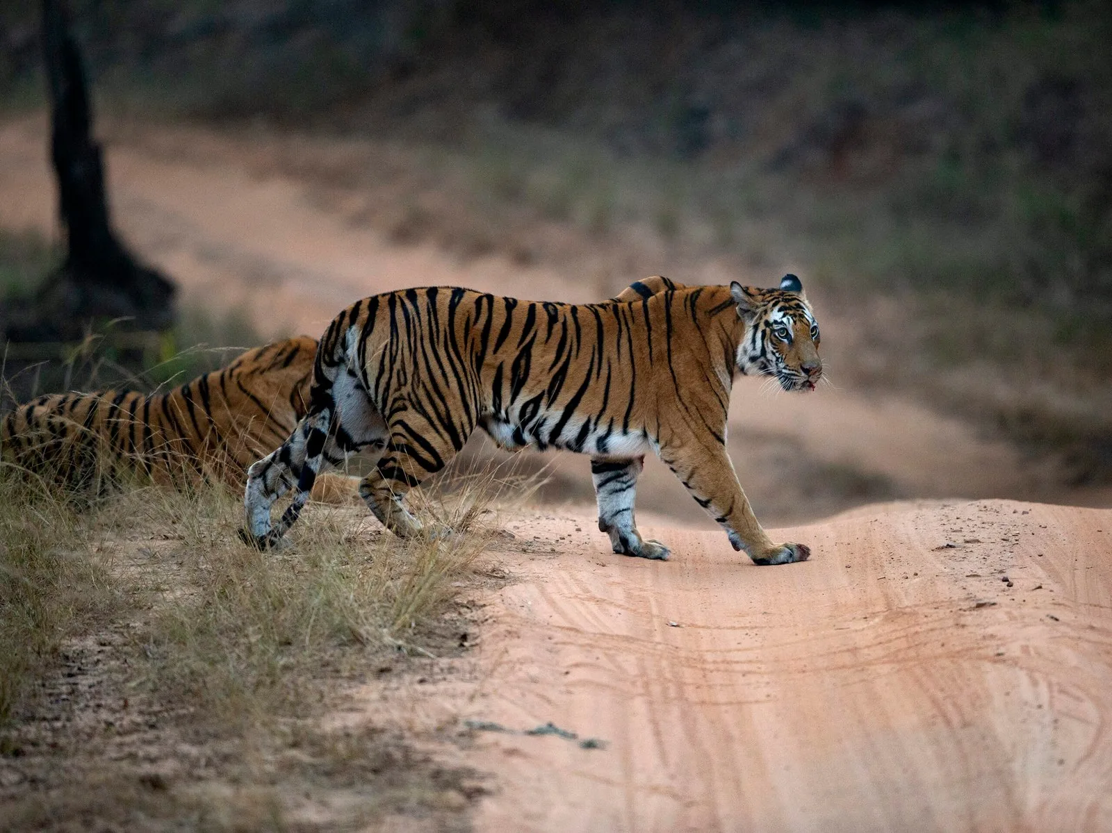 Solo following the male tiger across the track after the fight