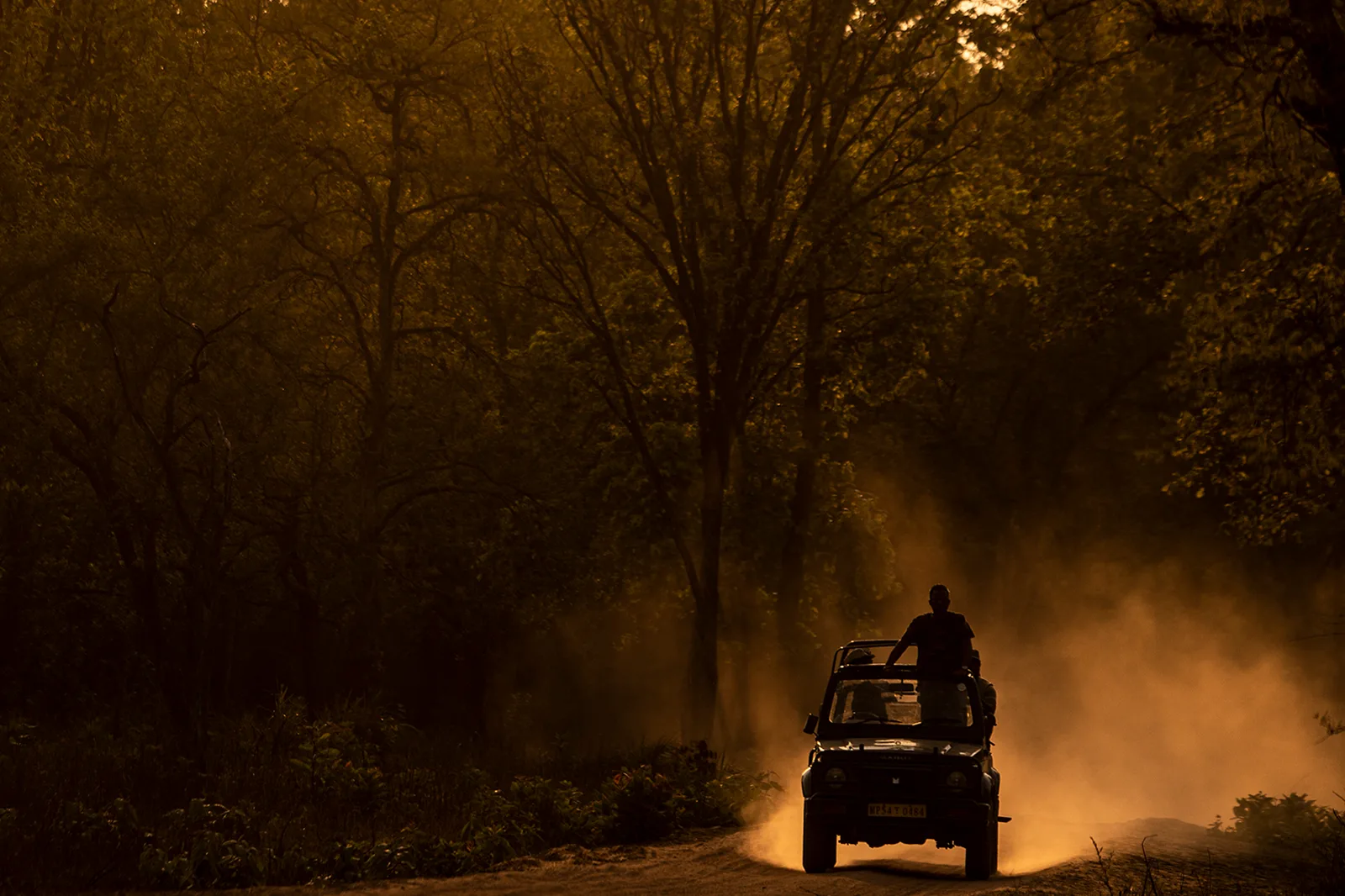 A safari jeep on a forest track in golden evening dust