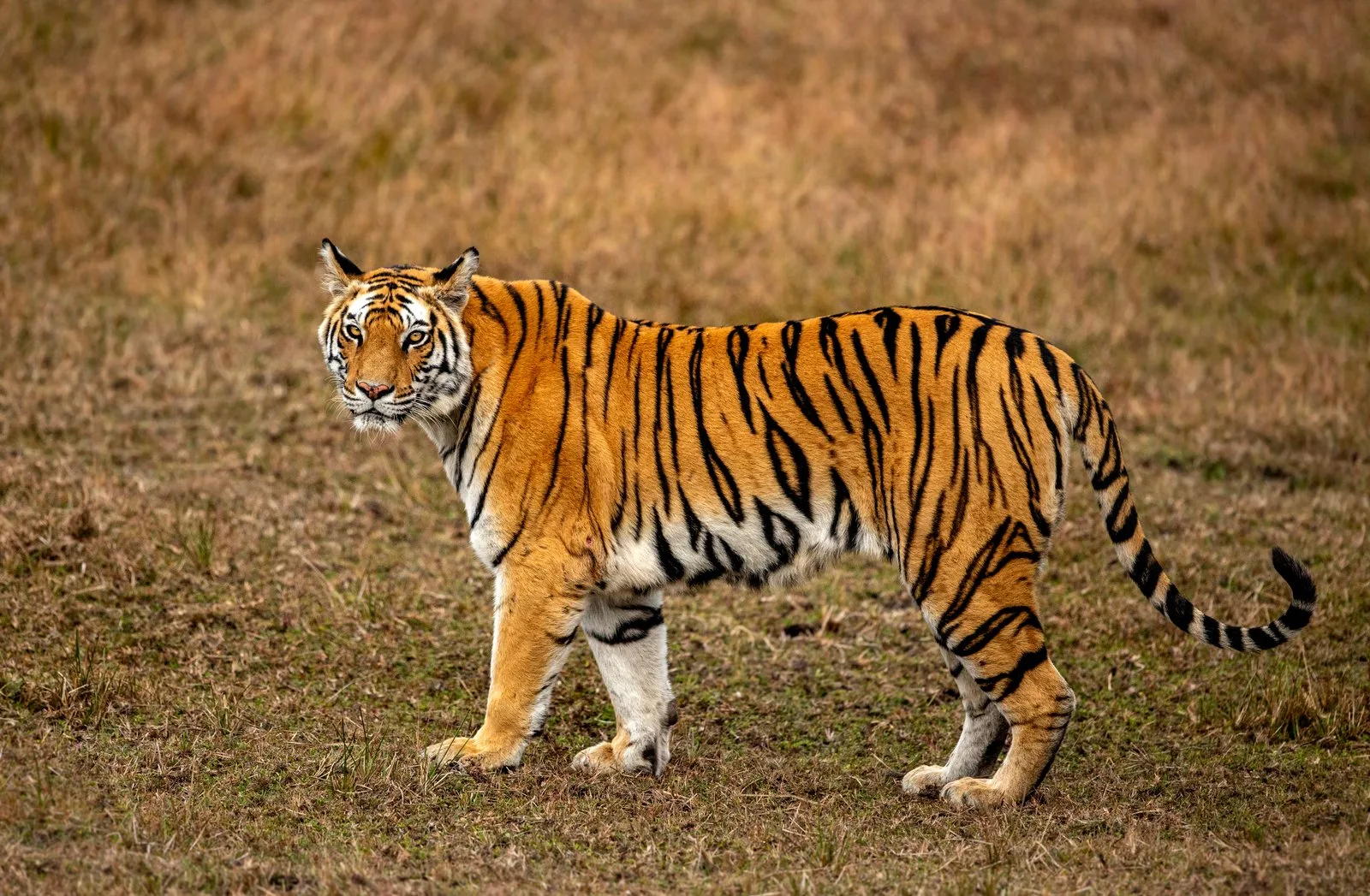 Rajbehra, Solo’s mother, standing in a dry meadow